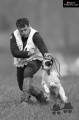 Setter Anglais LOY DES COLLINES DE L'IZARS Setter Anglais LOY DES COLLINES DE L'IZARS